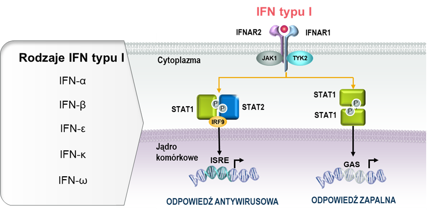 Mechanizm aktywacji ekspresji genów zależnych od interferonów typu I. GAS = sekwencja aktywowana interferonem gamma; IFN = interferon; IFNAR = receptor dla interferonów α/β; IRF= czynnik transkrypcyjny regulowany interferonem; ISRE = element odpowiedzi stymulowany interferonem; JAK = kinazy janusowe; P = fosforylacja; STAT = czynnik transkrypcyjny; TYK = kinaza tyrozynowa.